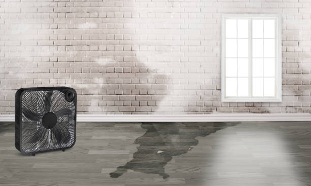 Best Basement water damage restoration  in Rosemount, OH