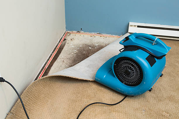 Best Water damage cleanup near me  in Rosemount, OH